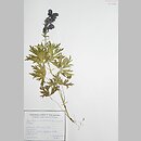 Aconitum ×czarnohorense (tojad czarnohorski)
