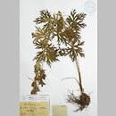 Aconitum ×nanum (tojad karłowaty)