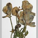 Aconitum ×exaltatum (tojad wyniosły)