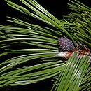 Pinus heldreichii (sosna dalmatyńska)