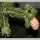 Picea torano (świerk szydlasty)