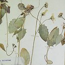 Hieracium maculatum (jastrzębiec plamisty)
