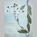 Hieracium carpaticum (jastrzębiec karpacki)