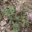 Thymus glabrescens (macierzanka nagolistna)