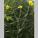 Ranunculus illyricus (jaskier iliryjski)
