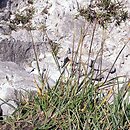 Poa alpina (wiechlina alpejska)