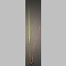 Festuca carpatica (kostrzewa karpacka)