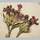Dianthus collinus ssp. glabriusculus (goździk pagórkowy łysy)