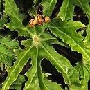 Begonia heracleifolia (begonia barszczolistna)