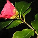 Camellia japonica (kamelia japońska)
