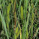 Carex rostrata (turzyca dzióbkowata)
