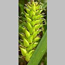 Carex vesicaria (turzyca pęcherzykowata)