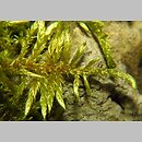 Cirriphyllum piliferum (szydłosz włoskowy)