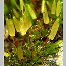 Encalypta vulgaris (opończyk szczypcowy)