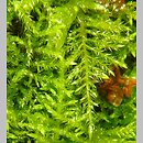Kindbergia praelonga (kindbergia długogałęzista)