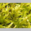 Homalothecium lutescens (namurnik żółtawy)