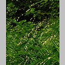 Melica uniflora (perłówka jednokwiatowa)