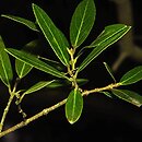Phillyrea angustifolia (filirea wąskolistna)