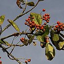 Sorbus aria (jarząb mączny)