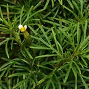 Tagetes filifolia (aksamitka lukrecjowa)