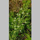 Thesium pyrenaicum (leniec łąkowy)