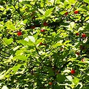 Prunus tomentosa (wiśnia kosmata)