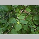 Viburnum buddlejifolium (kalina miękkolistna)