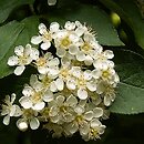 Photinia villosa (głogownik kosmaty)
