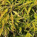 Acer palmatum Dissectum Flavescens