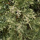 Juniperus scopulorum (jałowiec skalny)