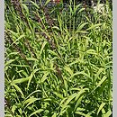 Melica altissima (perłówka wyniosła)