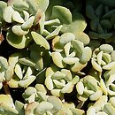 Sedum spathulifolium (rozchodnik łopatkowaty)