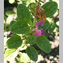 Salvia microphylla (szałwia drobnolistna)