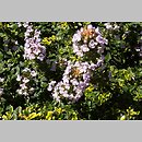 Thymus hybridus (macierzanka ogrodowa)