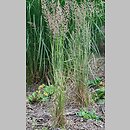 Calamagrostis ×acutiflora (trzcinnik ostrokwiatowy)