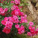 róże (Rosa) w ogrodzie