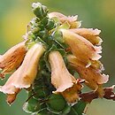 Digitalis parviflora (naparstnica drobnokwiatowa)