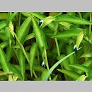 Commelina erecta (komelina wzniesiona)