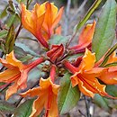 Rhododendron austrinum ‘Don's Variegated’ (azalia florydzka 'Don's Variegated')