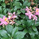 Rhododendron ×bakeri