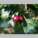 Malaceae (jabłkowate)