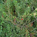 Cotoneaster adpressus (irga położona)