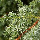 Juniperus chinensis (jałowiec chiński)
