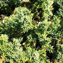 Juniperus procumbens (jałowiec rozesłany)
