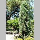Juniperus virginiana (jałowiec wirginijski)