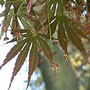 Acer palmatum Heptalobum Elegans