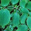 Corylopsis sinensis var. calvescens (leszczynowiec chiński odm. calvescens)