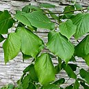 Tilia dasystyla ssp. caucasica (lipa begoniolistna)