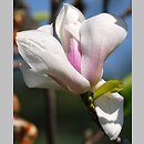 Magnolia ×soulangiana Brozzonii