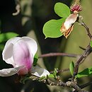 Magnolia ×soulangiana Burgundy